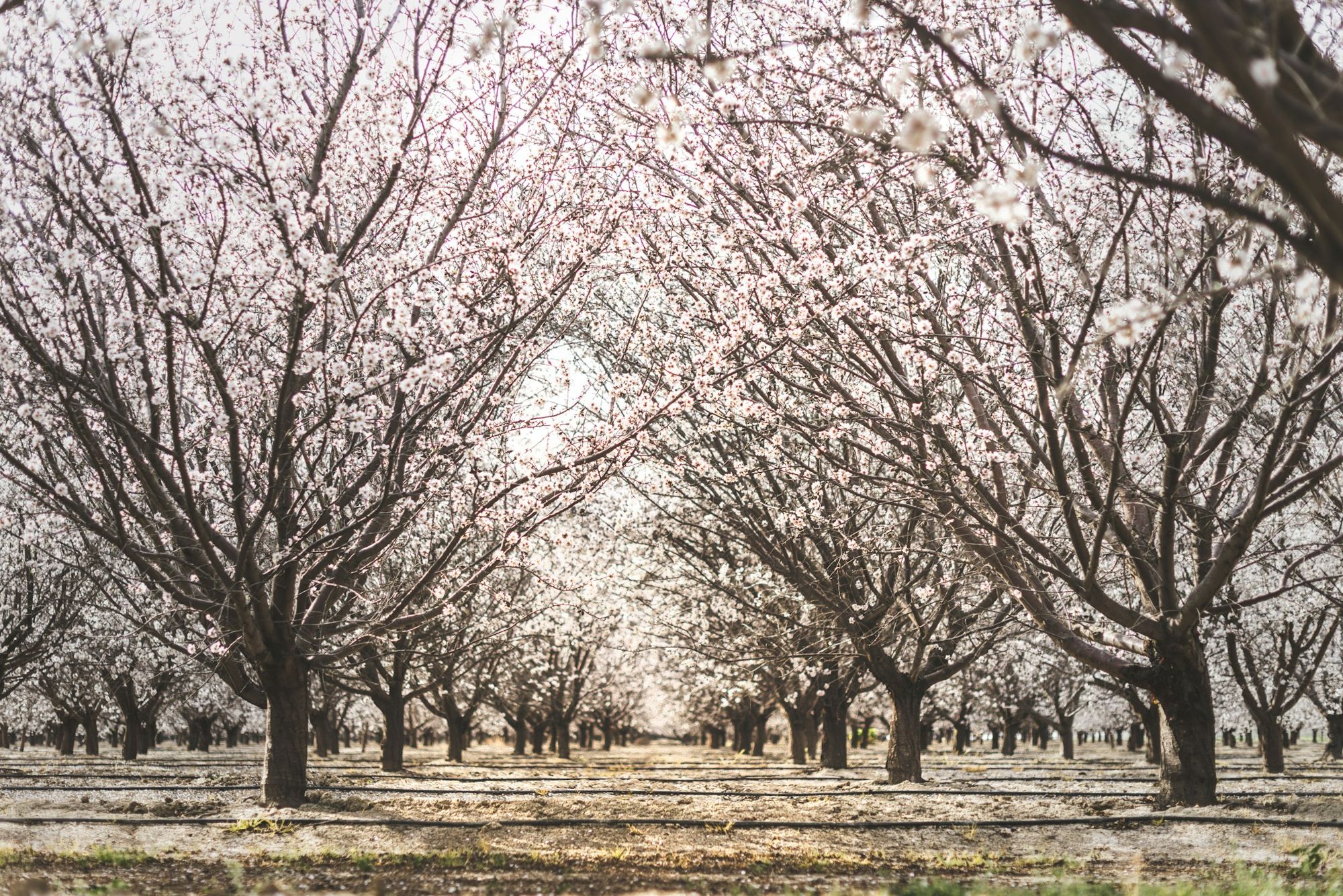 Almond orchards in bloom