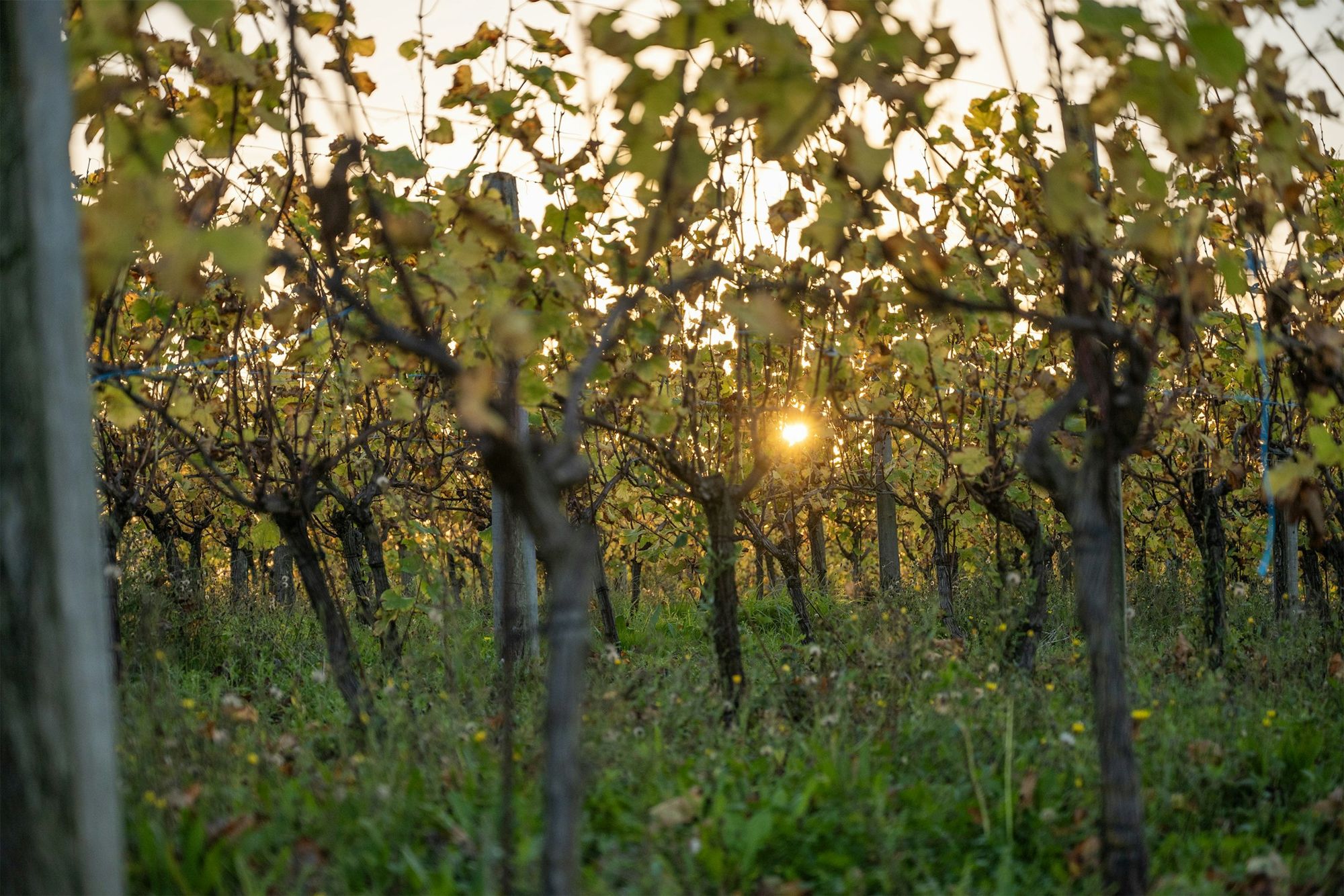 Sun through vineyard rows