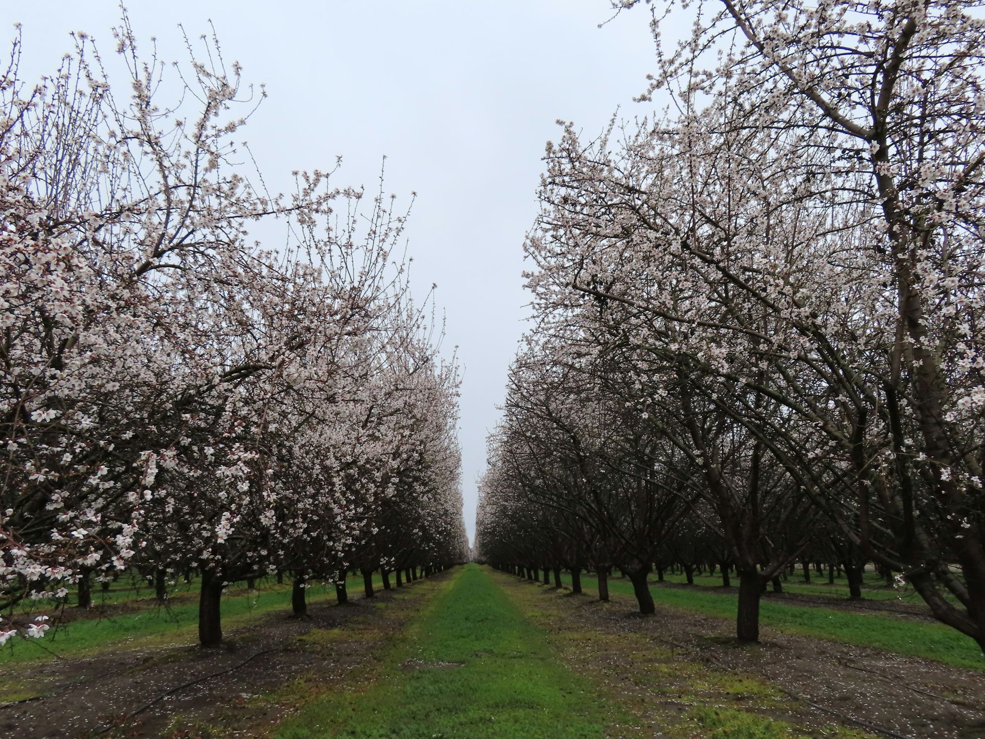 Fruit trees in bloom along an orchard row