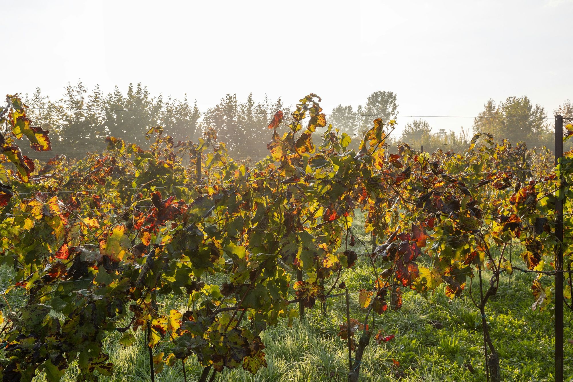 Vineyard rows in autumn color