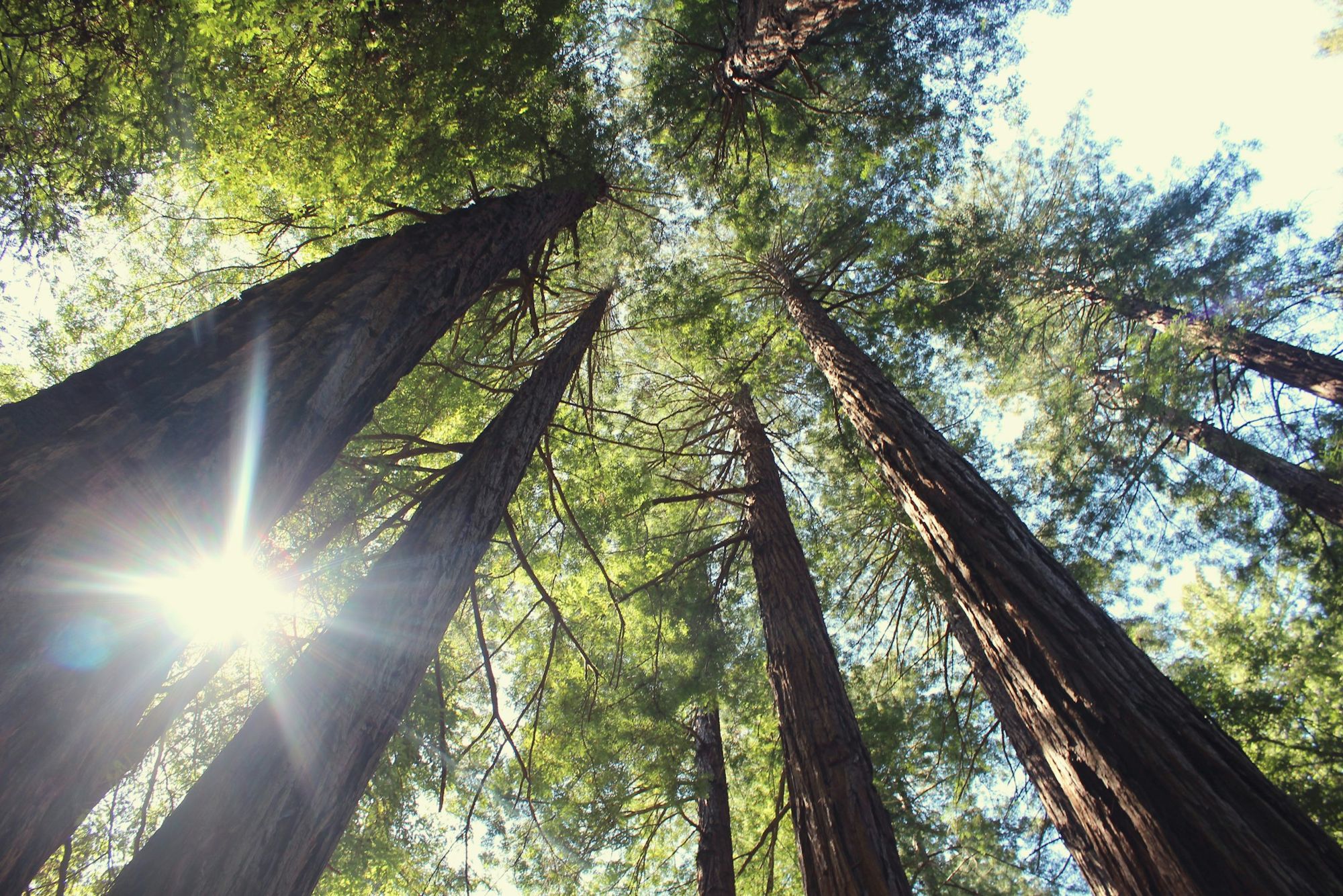 Looking up through giant trees in the Sierra
